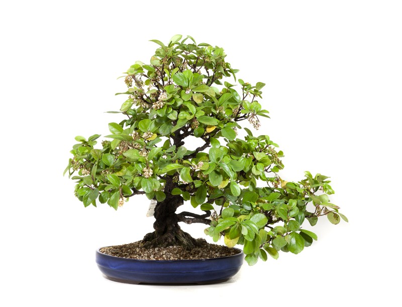 Rhaphiolepis indica - 63 cm