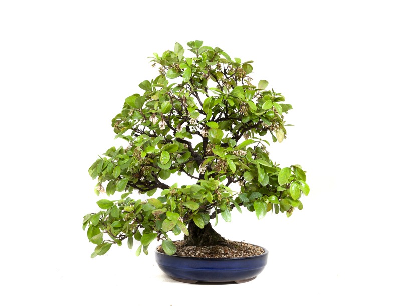 Rhaphiolepis indica - 63 cm