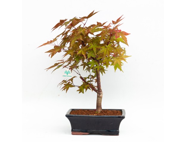 Acer palmatum deshojo - maple - 34 cm