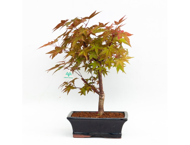 Acer palmatum deshojo - 34 cm