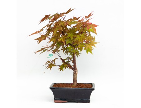 Acer palmatum deshojo - 34 cm