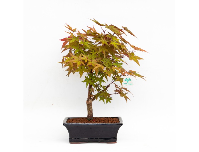 Acer palmatum deshojo - acero - 34 cm