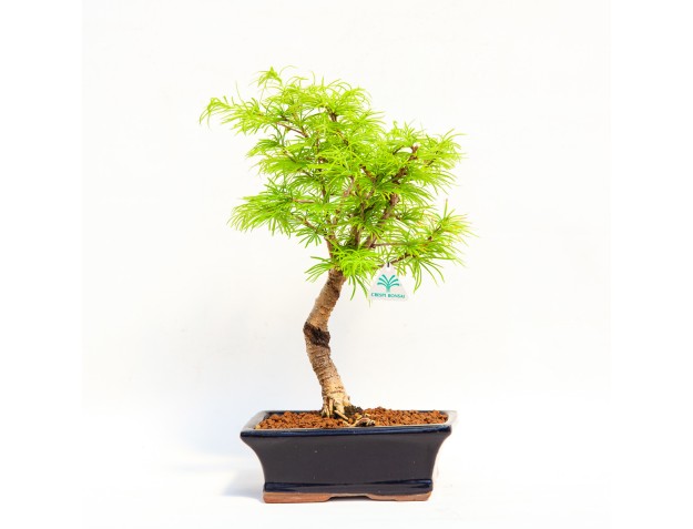 Pseudolarix - Larch - 45 cm 2
