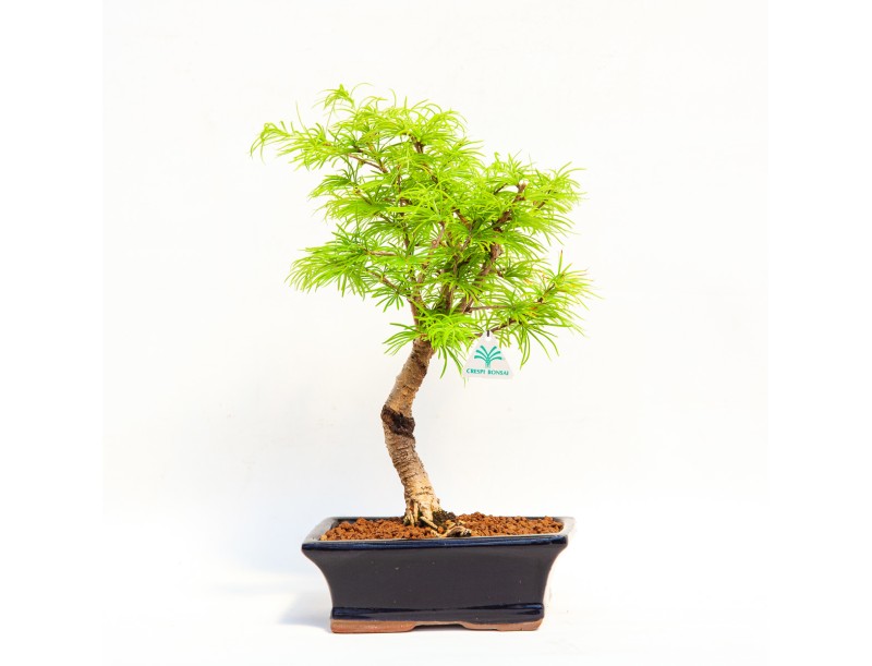 Pseudolarix - Larice - 45 cm