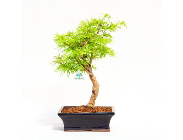 Pseudolarix - Larice - 45 cm