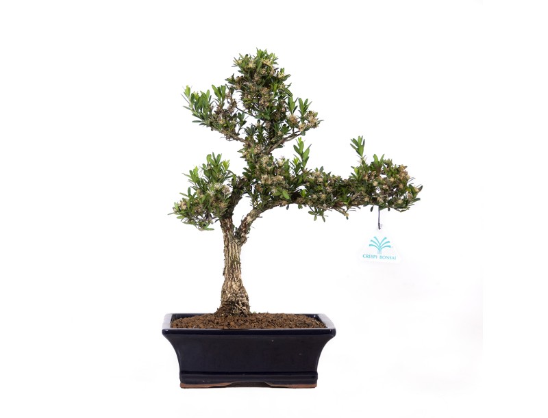 Buxus harlandii - 37 cm