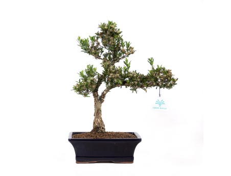 Buxus harlandii - Bosso - 37 cm