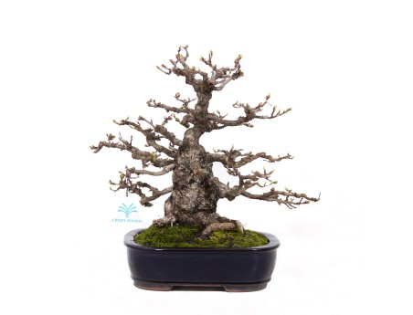 Carpinus coreana - Charme - 29 cm