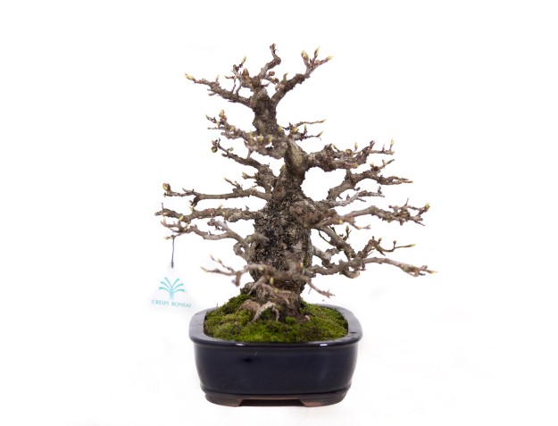 Carpinus coreana - Carpino - 29 cm 2