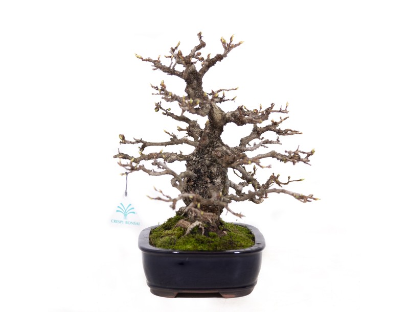 Carpinus coreana - Hornbeam - 29 cm