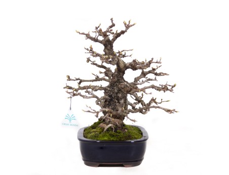 Carpinus coreana - Charme - 29 cm
