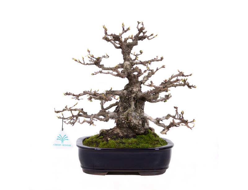 Carpinus coreana - Charme - 29 cm