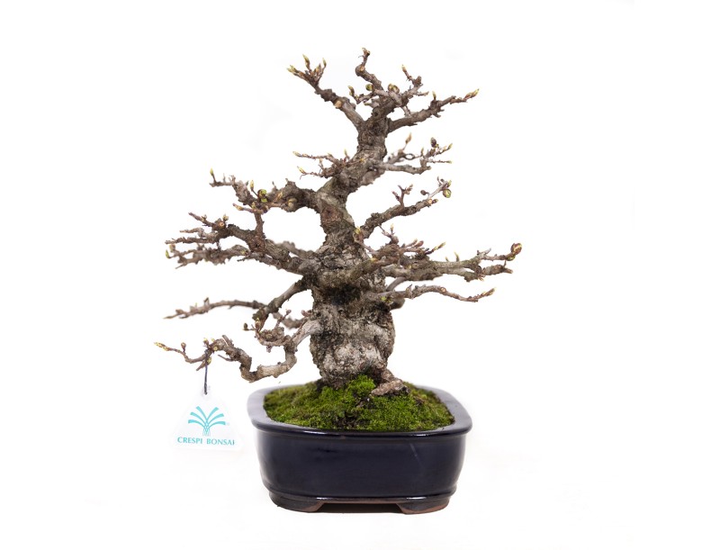 Carpinus coreana - Charme - 29 cm