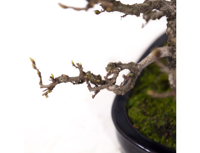 Carpinus coreana - Carpe - 29 cm