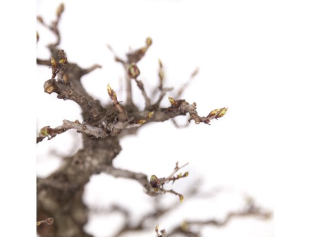 Carpinus coreana - Carpe - 29 cm