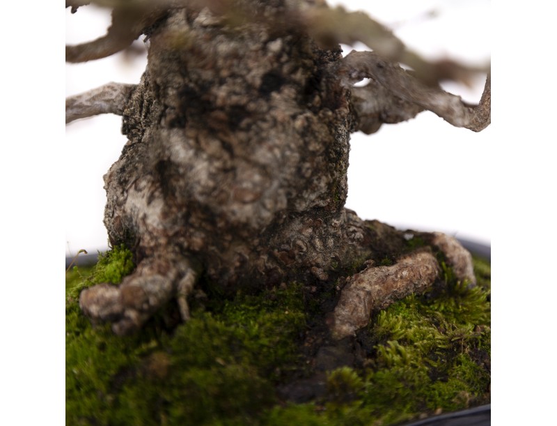 Carpinus coreana - Carpino - 29 cm