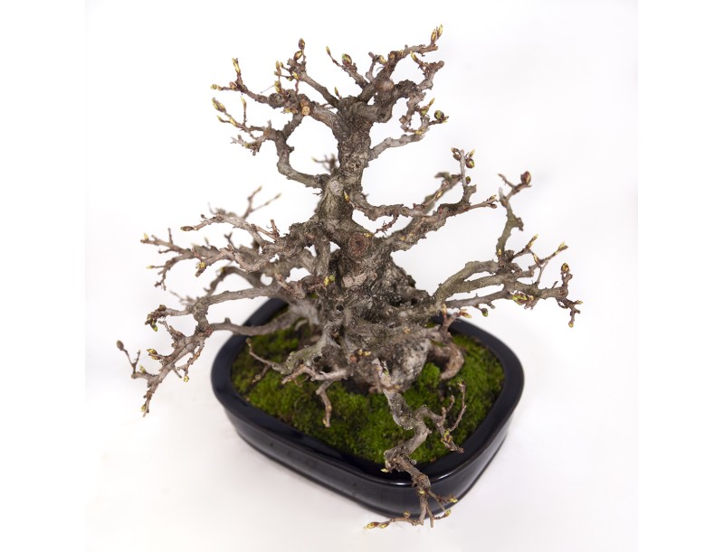Carpinus coreana - Haagbeuk - 29 cm