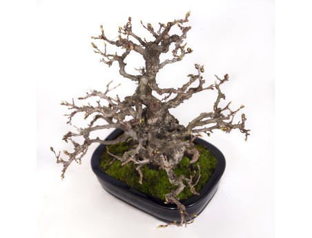 Carpinus coreana - Charme - 29 cm