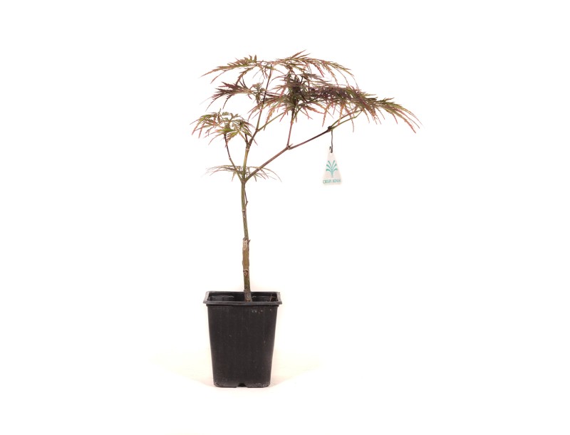 Acer palmatum dissectum garnet - Maple - 38 cm