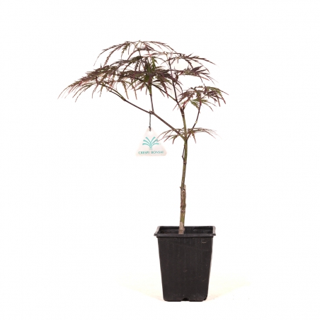 Acer palmatum dissectum garnet - Acero - 38 cm