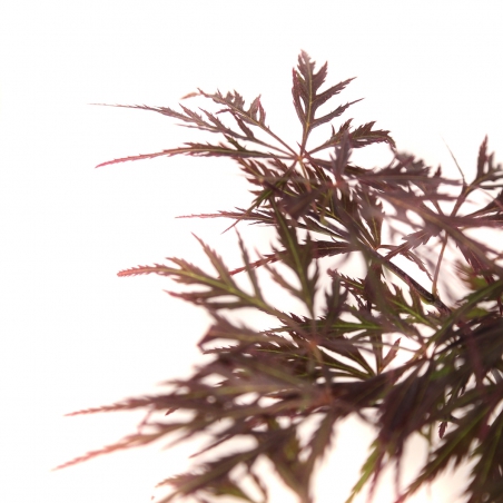Acer palmatum dissectum garnet - Acero - 38 cm