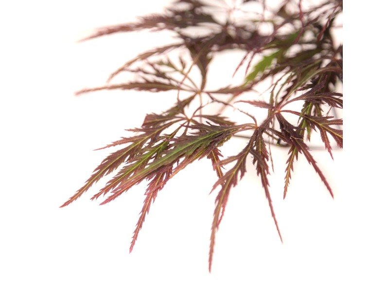 Acer palmatum dissectum garnet - Maple - 38 cm