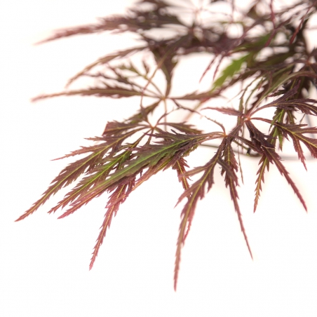 Acer palmatum dissectum garnet - Acero - 38 cm