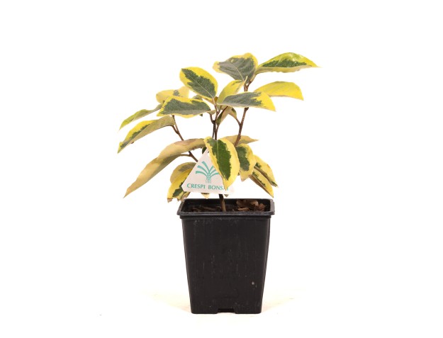 Elaeagnus ebbingei gilt edge - Eleagno - 27 cm