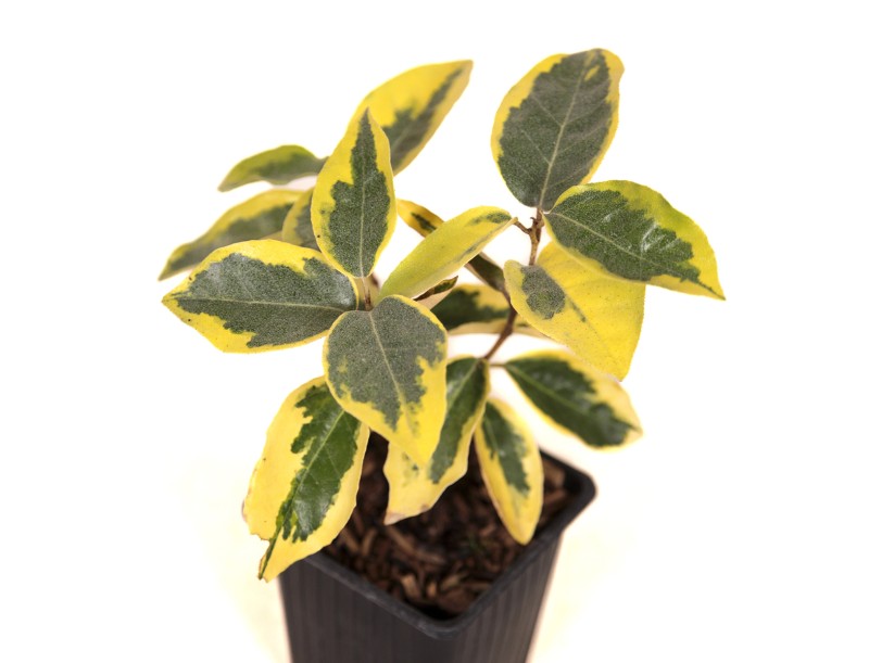 Elaeagnus ebbingei gilt edge - Eleagno - 27 cm