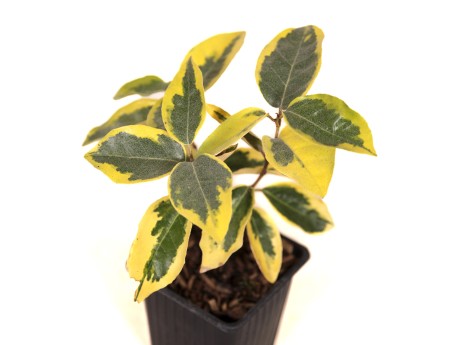 Elaeagnus ebbingei gilt edge - Eleagno - 27 cm