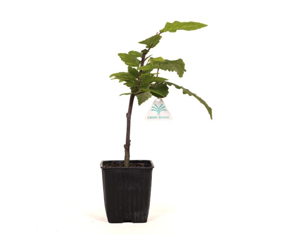 Carpinus betulus orange retz cov - Charme - 34 cm