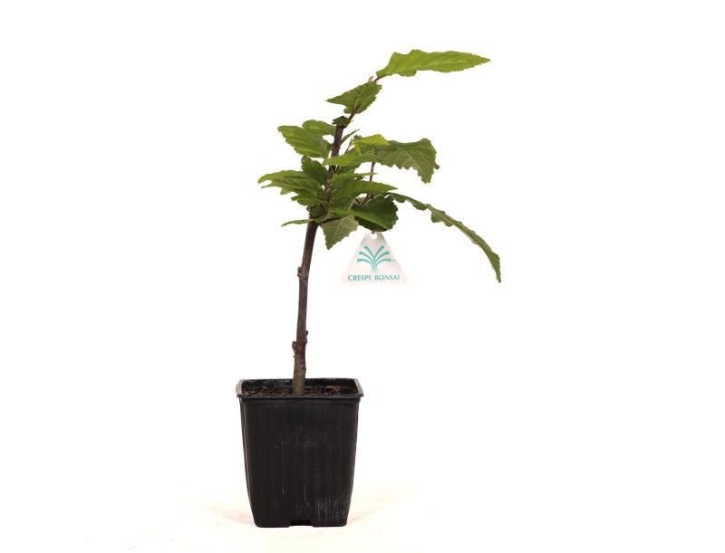 Carpinus betulus orange retz cov - Carpe - 34 cm