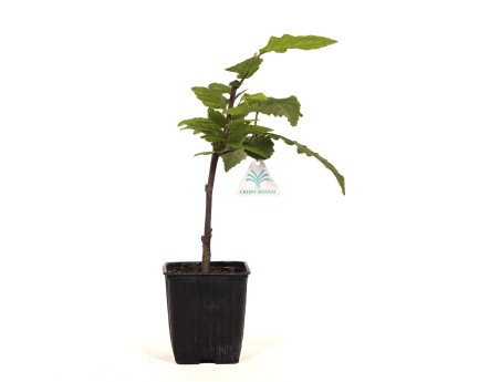 Carpinus betulus orange retz cov - Carpe - 34 cm
