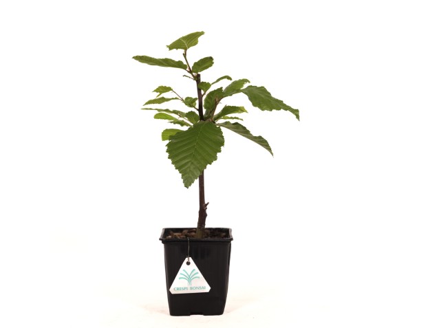 Carpinus betulus orange retz cov - Hornbeam - 34 cm 2