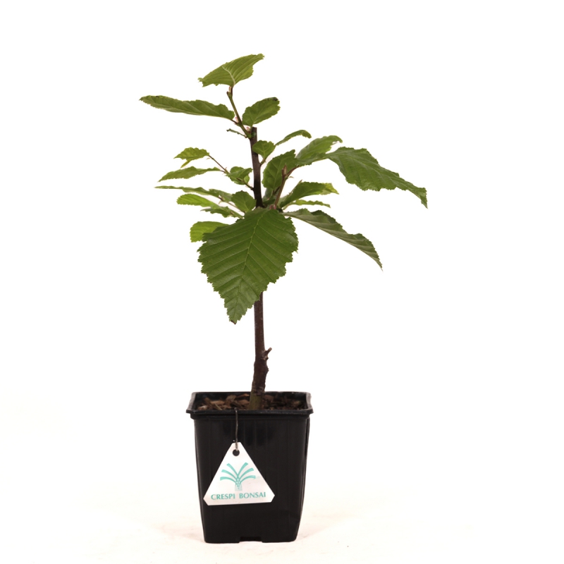 Carpinus betulus orange retz cov - Carpe - 34 cm