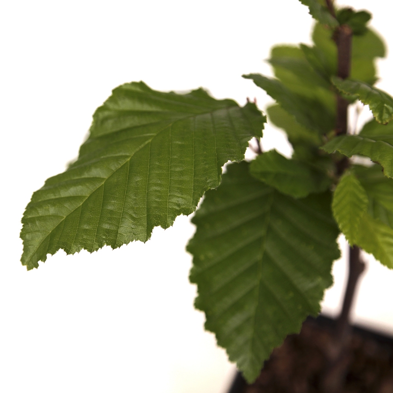 Carpinus betulus orange retz cov - Hornbeam - 34 cm