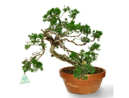 Juniperus Sabina - Ginepro - 40 cm