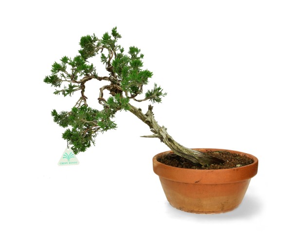 Juniperus Sabina - Juniper - 40 cm 2
