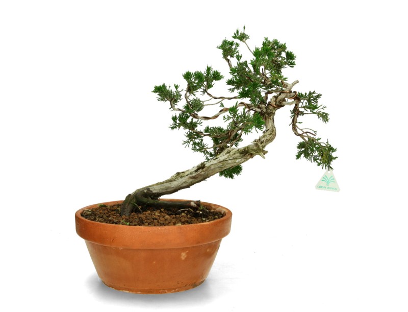 Juniperus Sabina - Ginepro - 40 cm