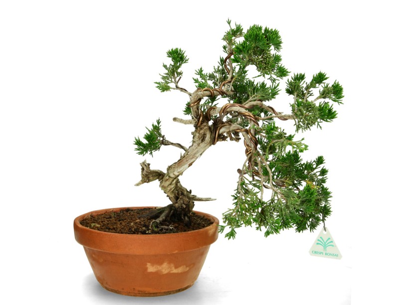 Juniperus Sabina - Ginepro - 40 cm