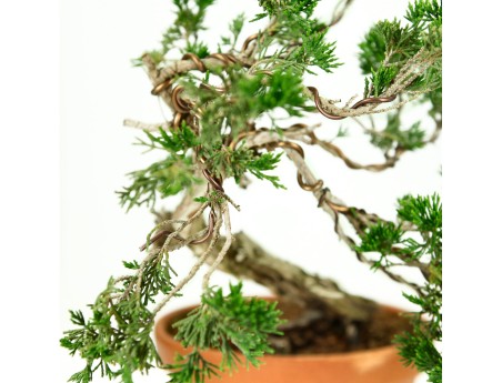 Juniperus Sabina - Ginepro - 40 cm