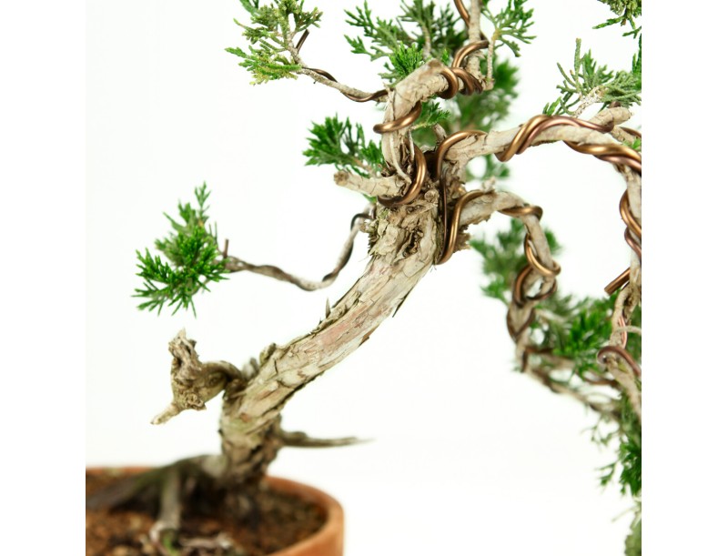 Juniperus Sabina - Juniper - 40 cm
