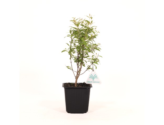 Punica granatum nana - Grenade - 28 cm