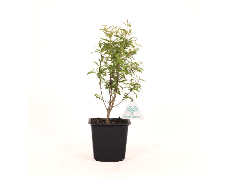Punica granatum nana - Melograno - 28 cm
