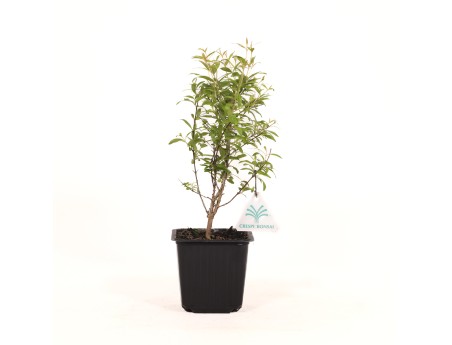 Punica granatum nana - Melograno - 28 cm