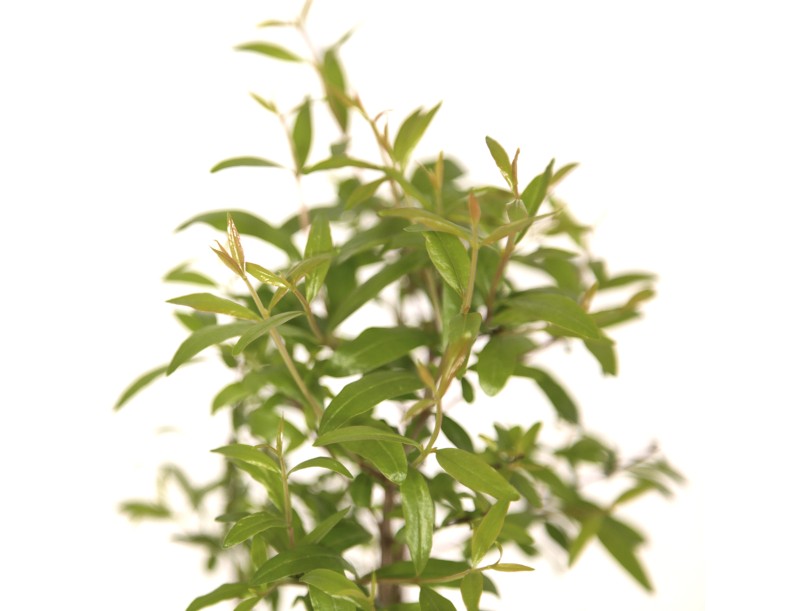 Punica granatum nana - Pomegranate - 28 cm