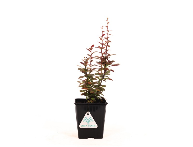 Berberis thumbergi red torch - 30 cm