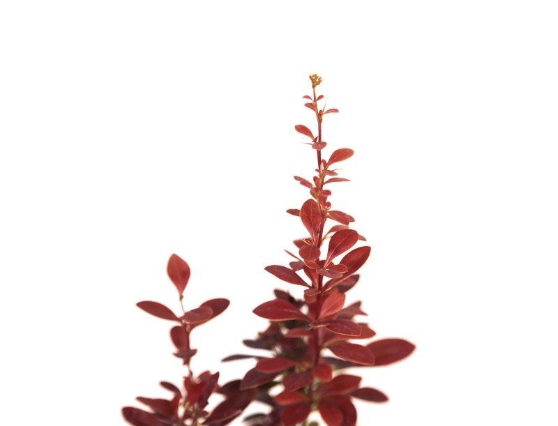 Berberis thumbergi red torch - 30 cm
