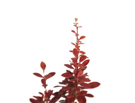 Berberis thumbergi red torch - 30 cm