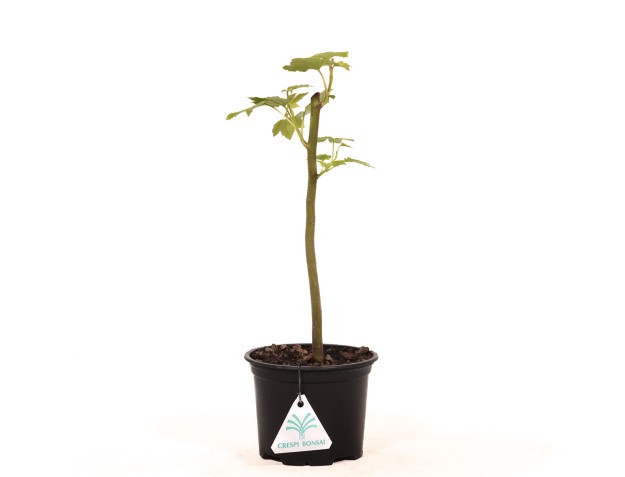 Liquidambar styraciflua - 30 cm